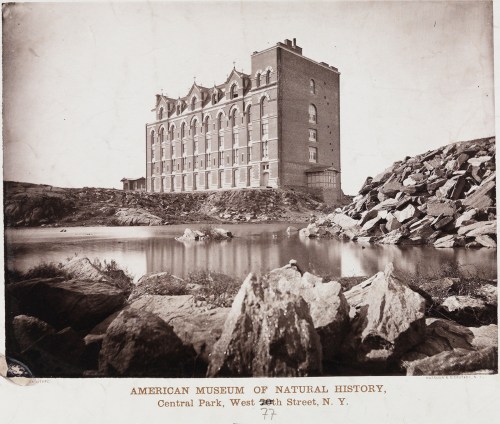 [American Museum of Natural History.]