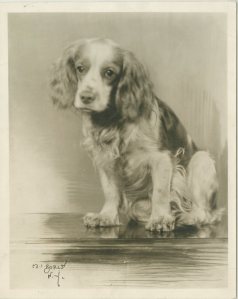 Flush, the cocker spaniel from The Barretts of Wimpole Street. 