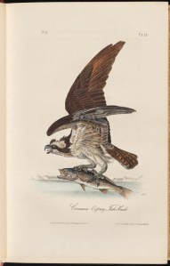 Common Osprey Fish Hawk from Birds of America, by John James Audubon, 1844. Volume I. Museum of the City of New York. 52.24.2A.