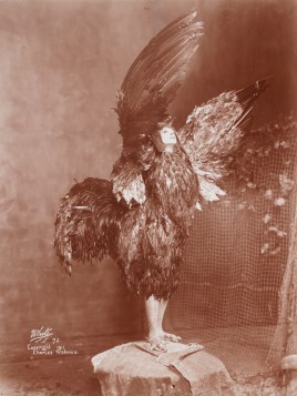 Maude Adams in the title role of "Chantecler", 1911. From the Theater Collection. Museum of the City of New York, 48.367.52.