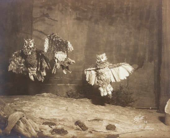 "Chantecler" theater still, 1911. From the Theater Collection. Museum of the City of New York, 48.367.73.