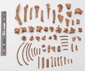 Bones excavated on an archaeological site can sometimes be difficult to understand. Image courtesy of Museum of the City of New York. 