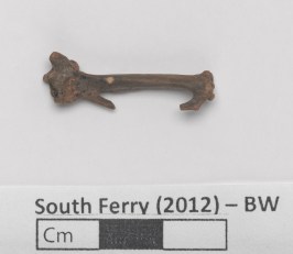 Passenger Pigeon bone. Image courtesy of the Museum of the City of New York.