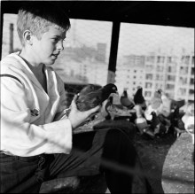 Shoe Shine Boy [Mickey with pigeons.]